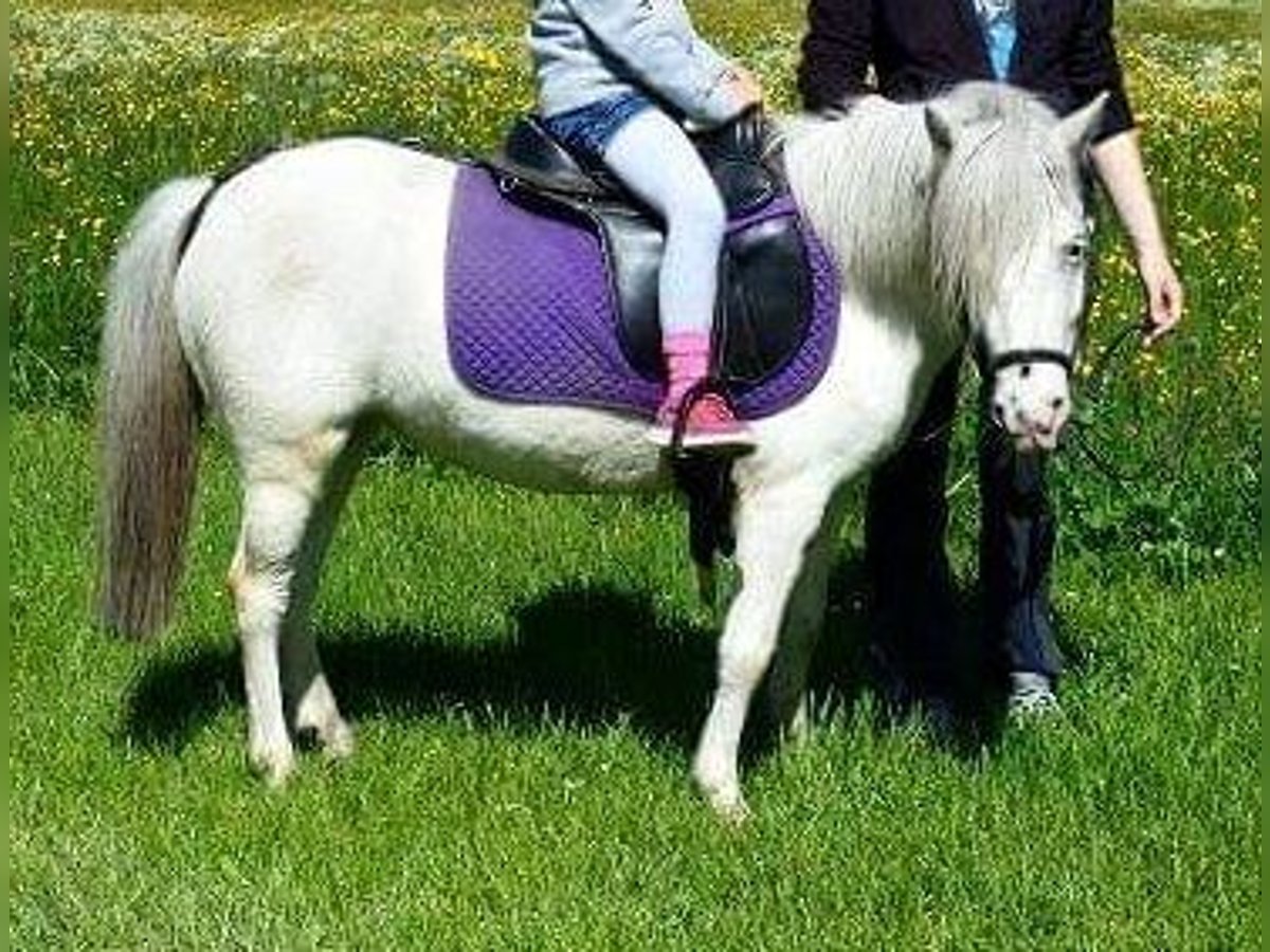 Shetland Ponys Stute 14 Jahre 102 cm Tigerschecke in Rettenberg