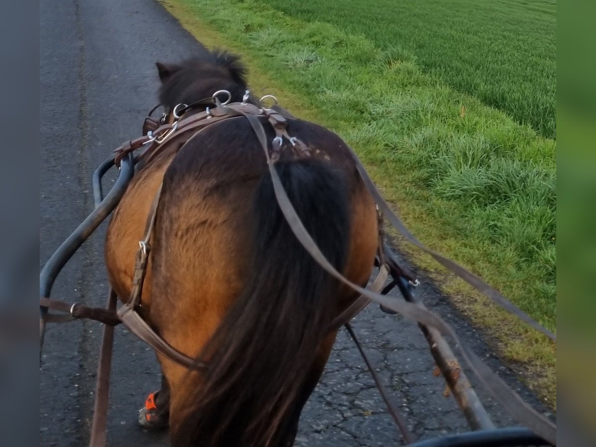 Shetland Ponys Stute 14 Jahre 110 cm Brauner in Werl