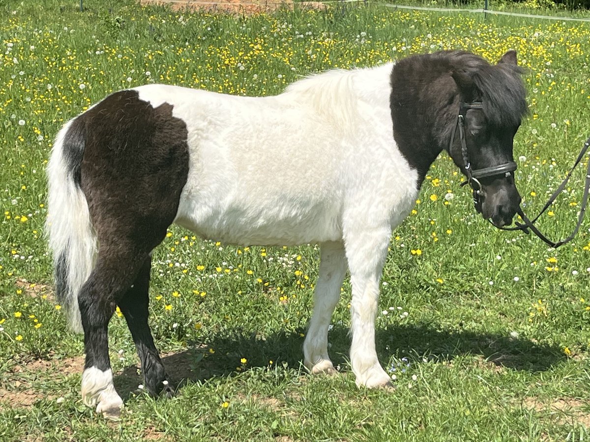 Shetland Ponys Stute 14 Jahre 114 cm Schecke in Ursensollen