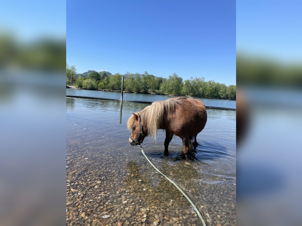 Shetland Ponys Stute 14 Jahre 97 cm Fuchs in H&#xF6;chst