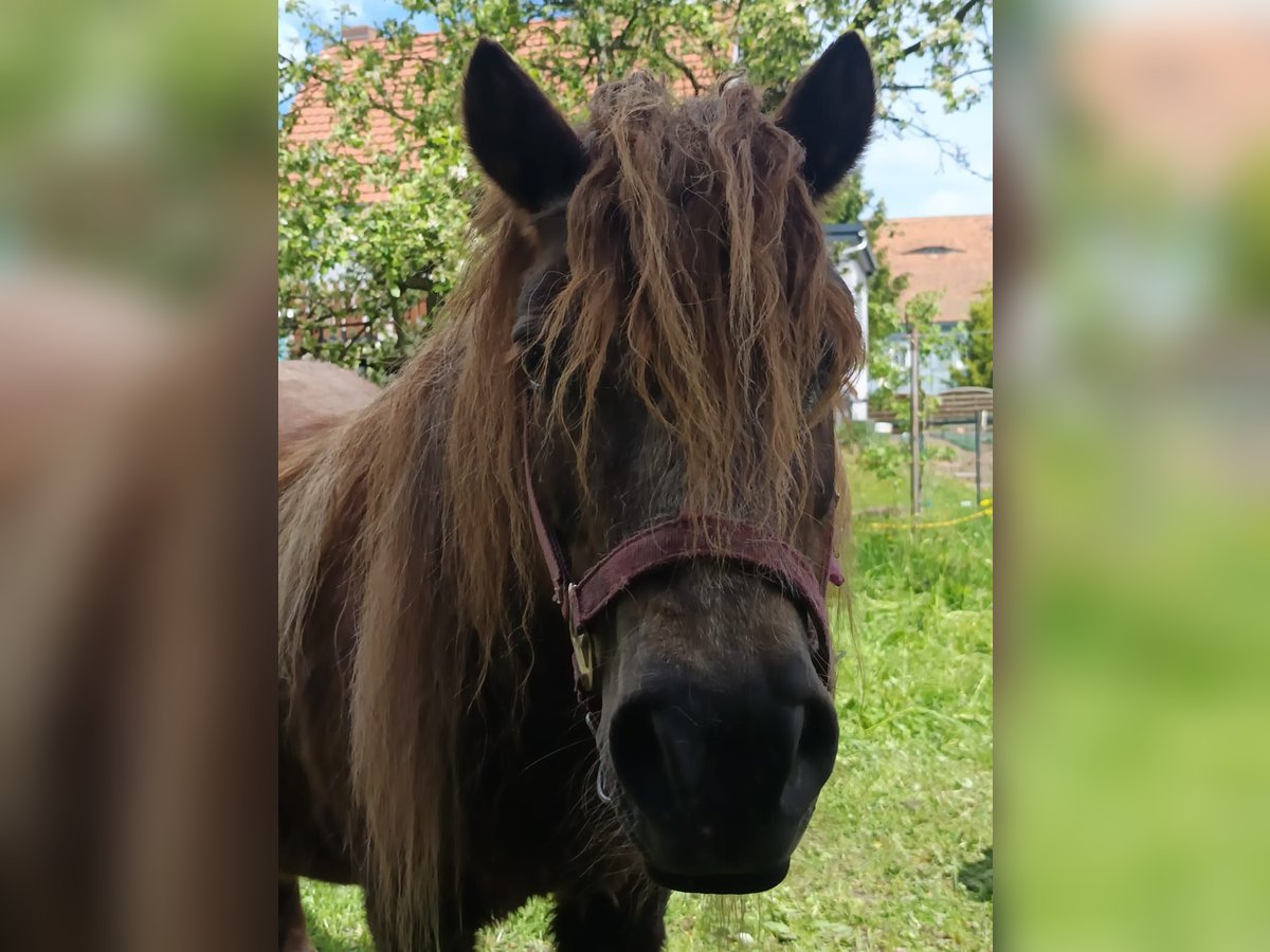 Shetland Ponys Stute 15 Jahre 100 cm Dunkelfuchs in Seifhennersdorf