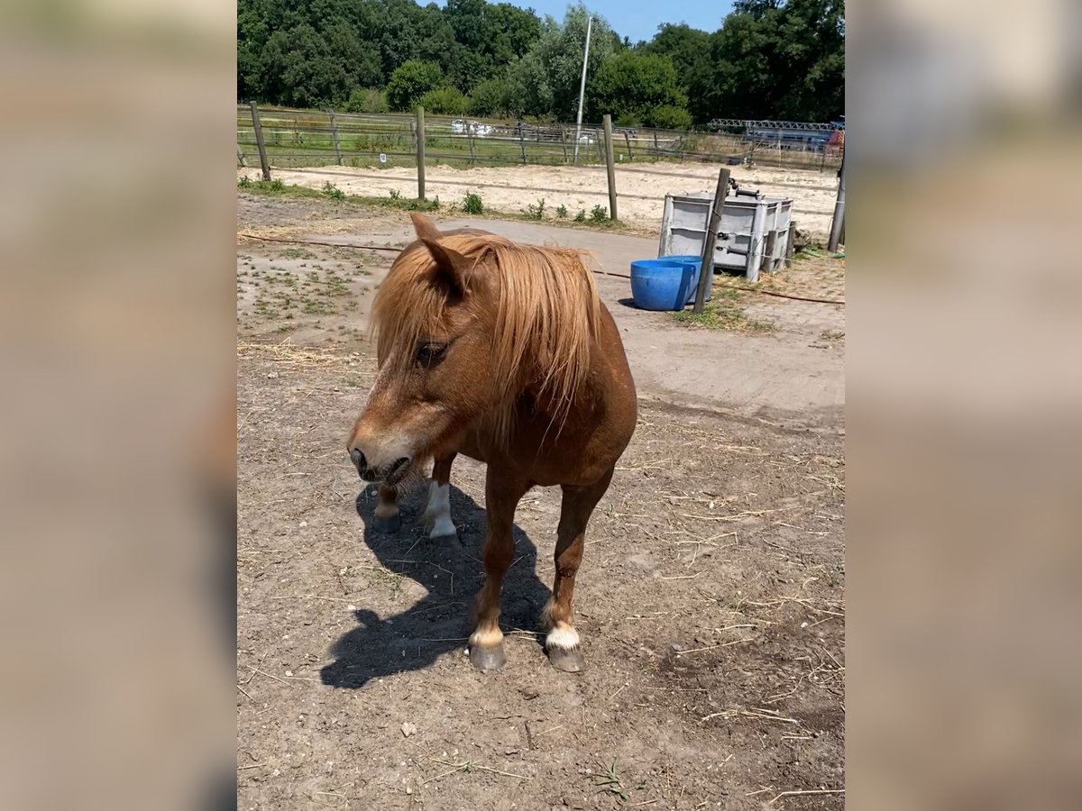 Shetland Ponys Stute 15 Jahre 100 cm Roan-Red in Oss