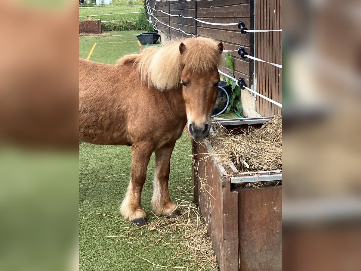Shetland Ponys Stute 15 Jahre 85 cm Fuchs in Neunkirchen-Seelscheid Shetland Ponys Stute 15 Jahre 85 cm Fuchs in Neunkirchen-Seelscheid