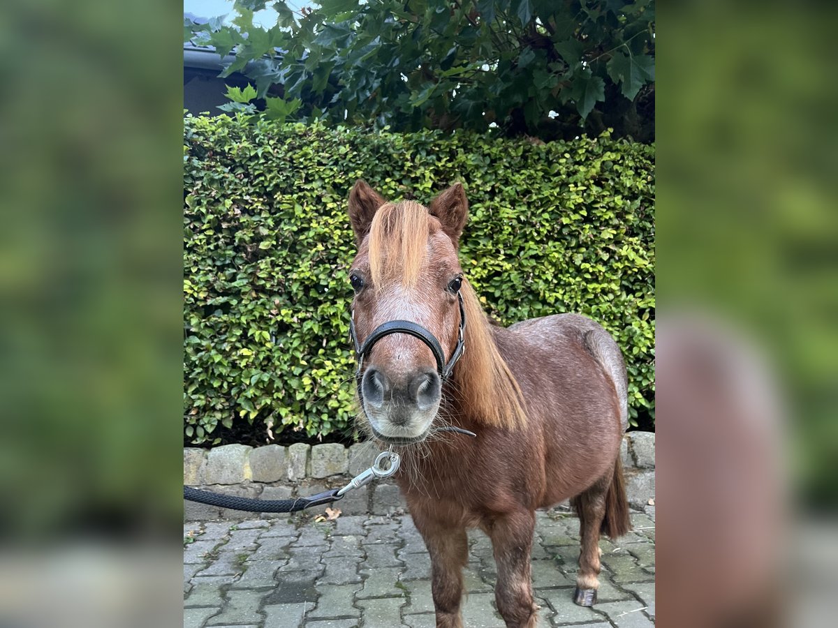 Shetland Ponys Stute 15 Jahre 88 cm Fuchs in Hamminkeln