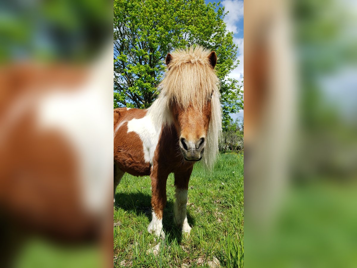 Shetland Ponys Stute 16 Jahre 90 cm Braunfalbschimmel in Hohenleipisch