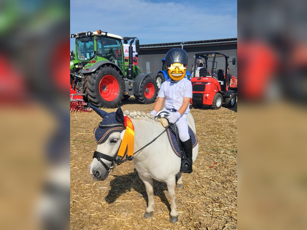Shetland Ponys Stute 17 Jahre 100 cm in Kerben