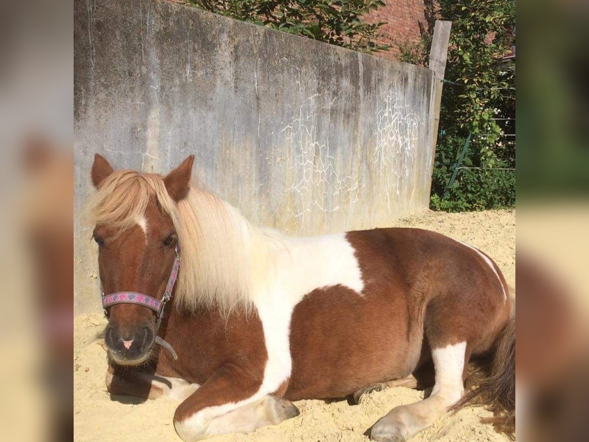 Shetland Ponys Stute 17 Jahre 105 cm Schecke in Oelde