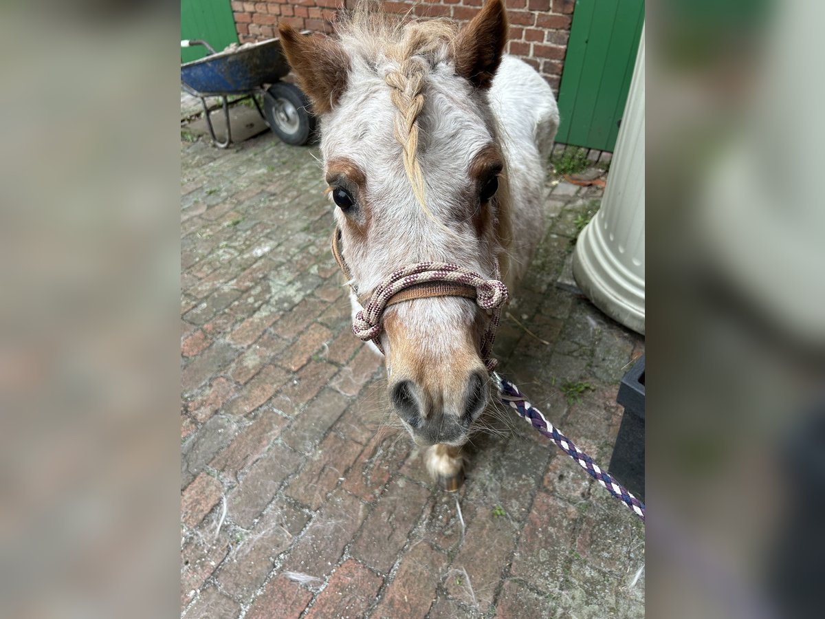 Shetland Ponys Stute 17 Jahre 84 cm Rotschimmel in Rahden