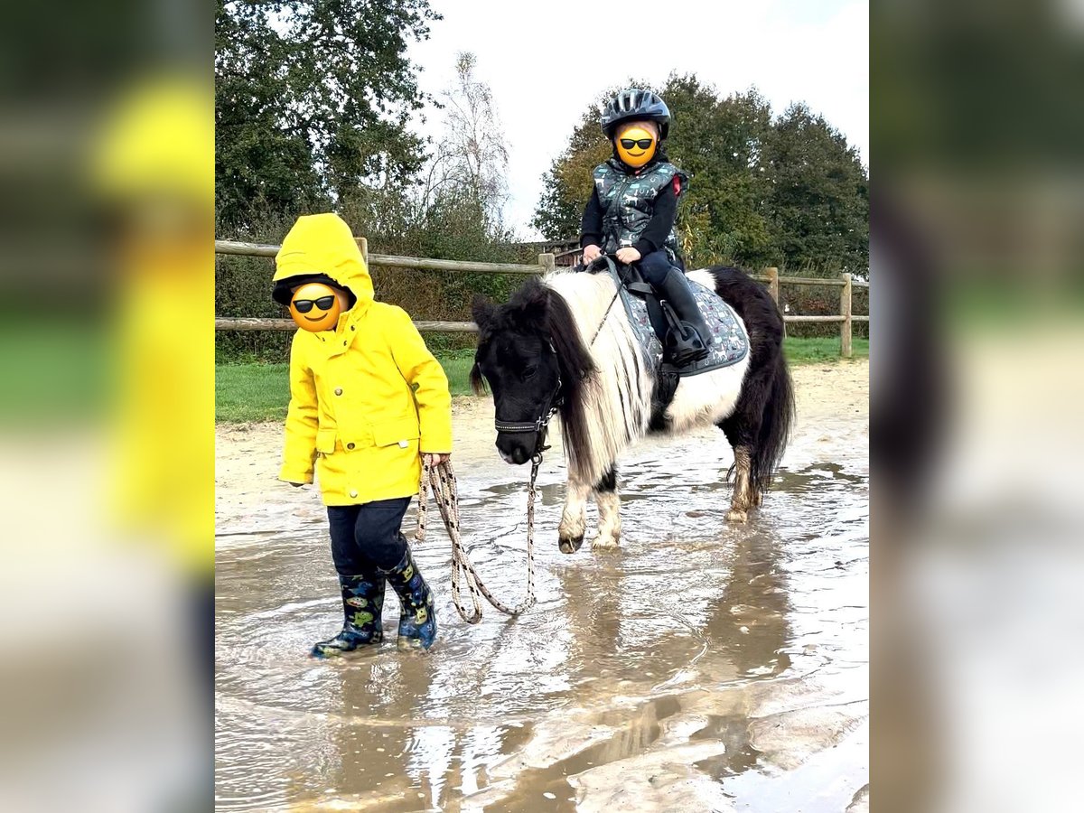 Shetland Ponys Stute 17 Jahre 92 cm Schecke in Halle