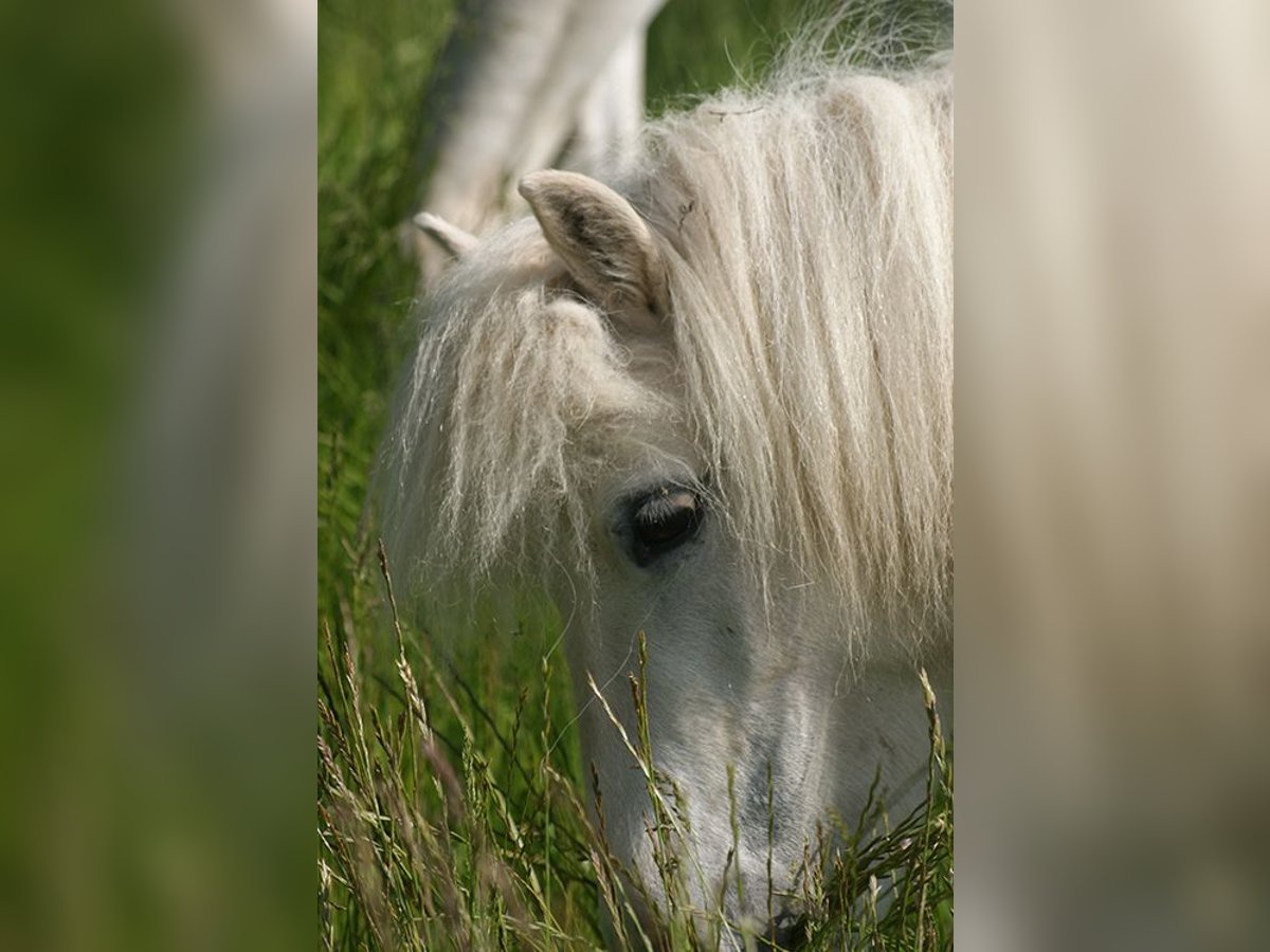 Shetland Ponys Stute 18 Jahre 104 cm Schimmel in Laufenburg