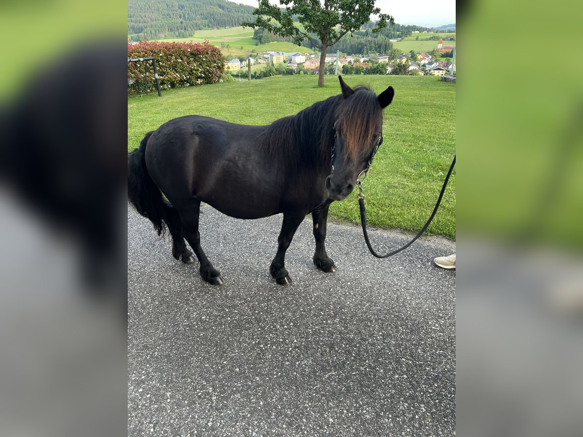 Shetland Ponys Stute 18 Jahre 110 cm Rappe in Lasberg