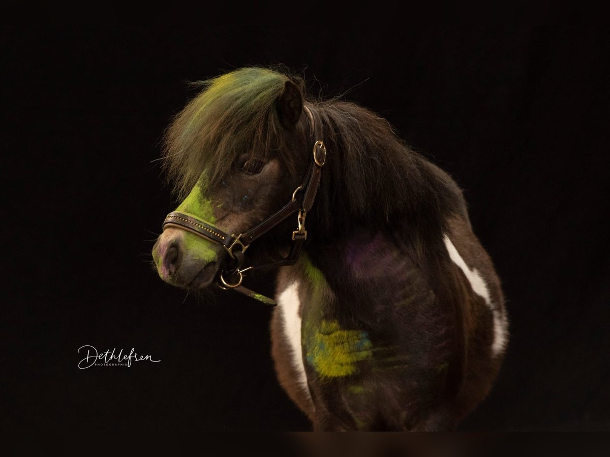 Shetland Ponys Stute 18 Jahre 87 cm Schecke in D&#xF6;tlingen