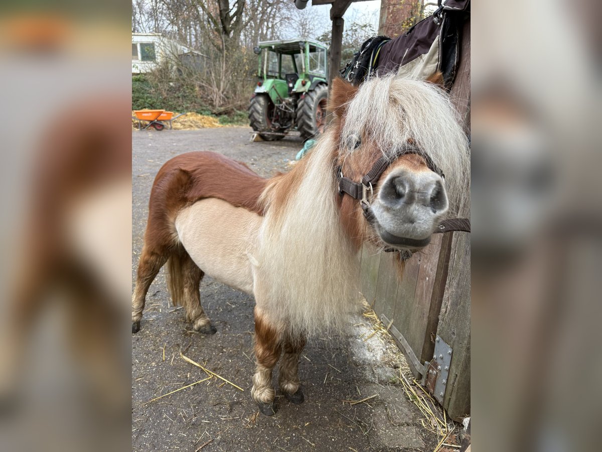 Shetland Ponys Stute 18 Jahre 88 cm Fuchs in Herne