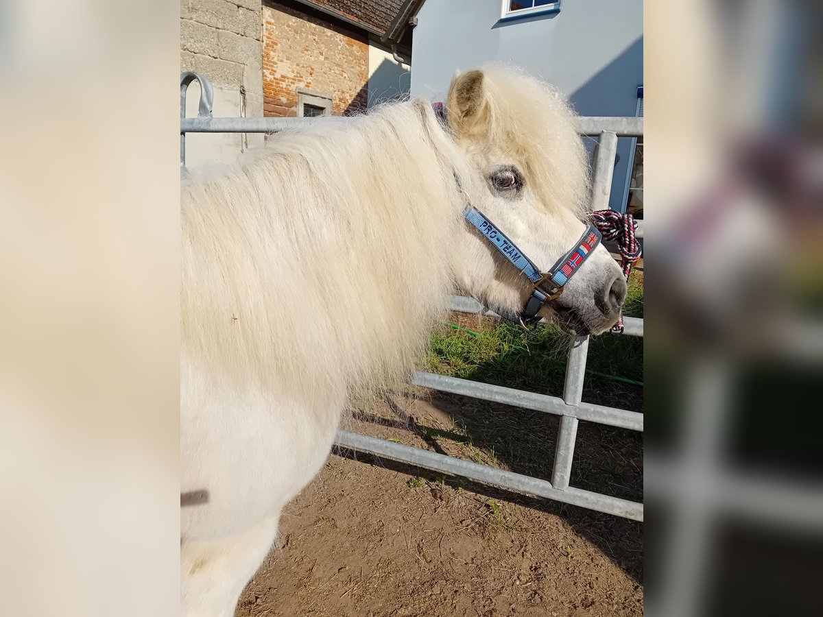 Shetland Ponys Stute 19 Jahre 112 cm Schimmel in Kandel