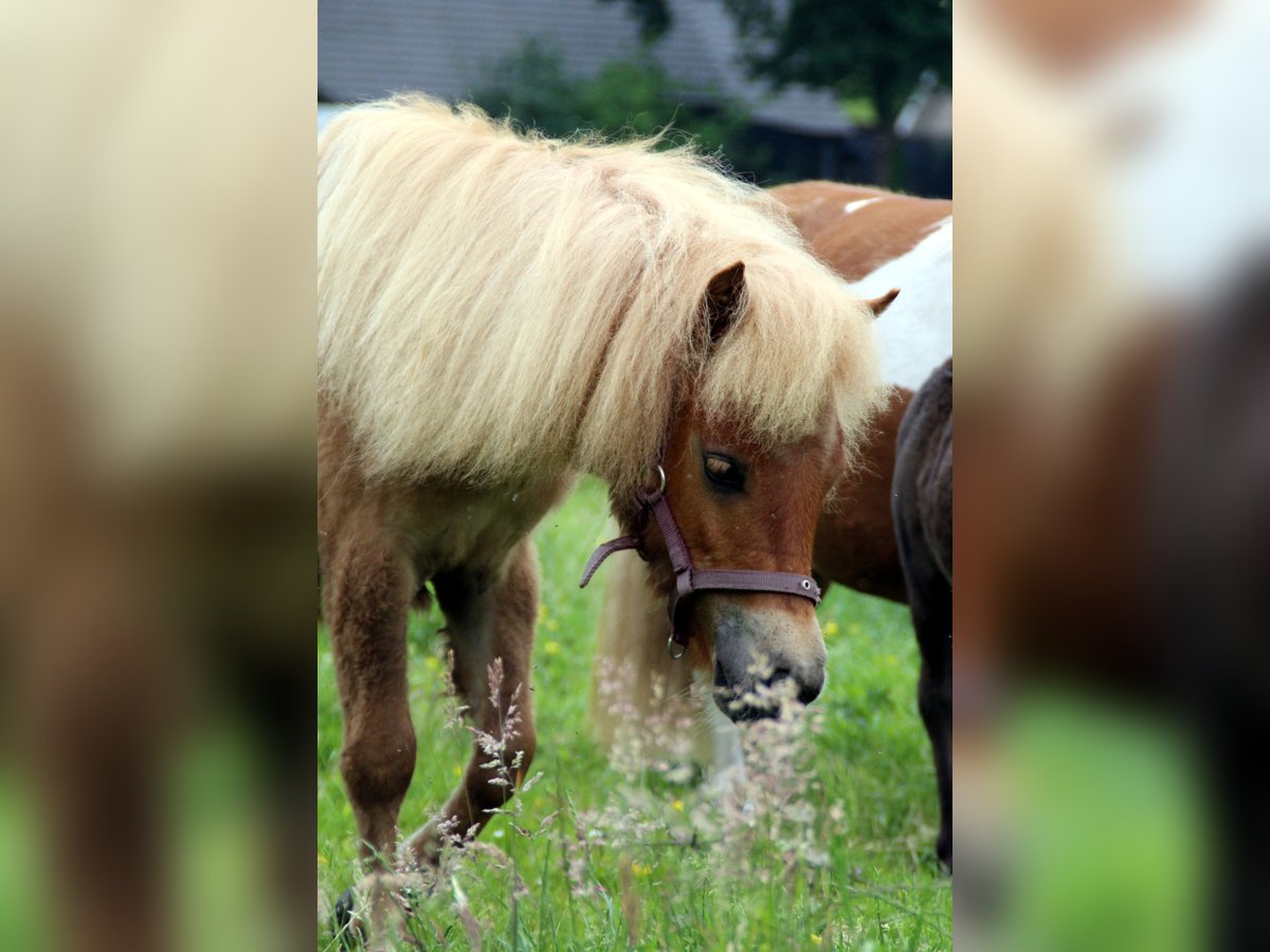 Shetland Ponys Stute 1 Jahr 100 cm Fuchs in EmlichheimRinge