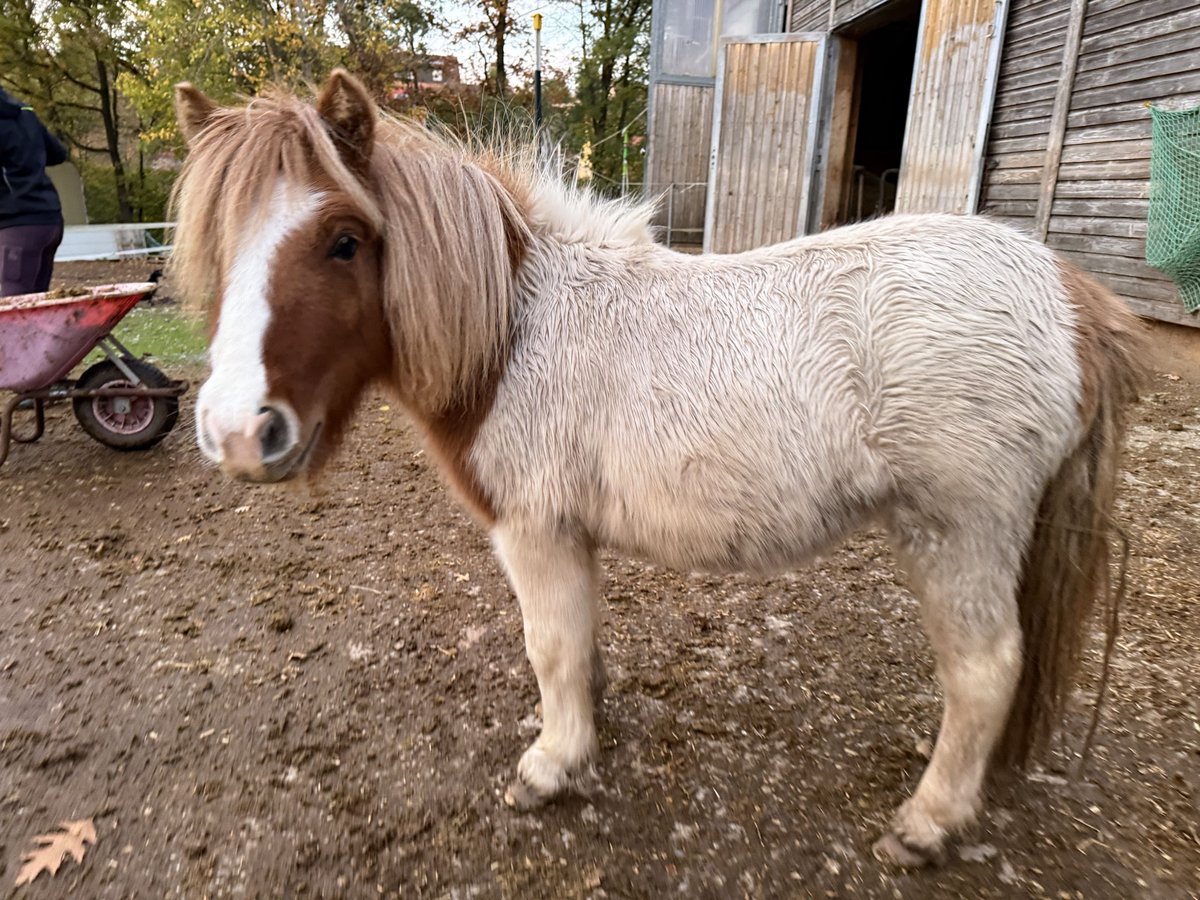 Shetland Ponys Stute 1 Jahr 100 cm Schecke in Neuendettelsau