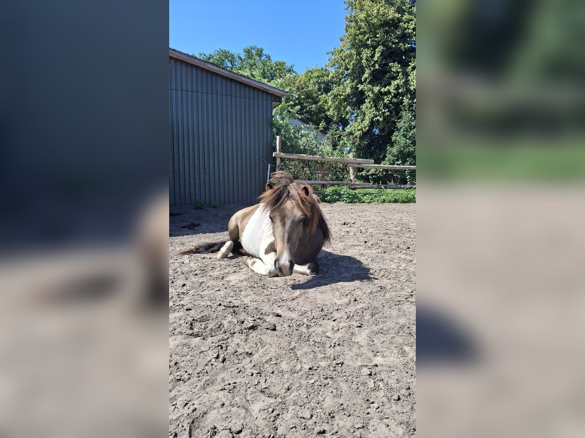Shetland Ponys Stute 1 Jahr 100 cm Schecke in Oldendorf