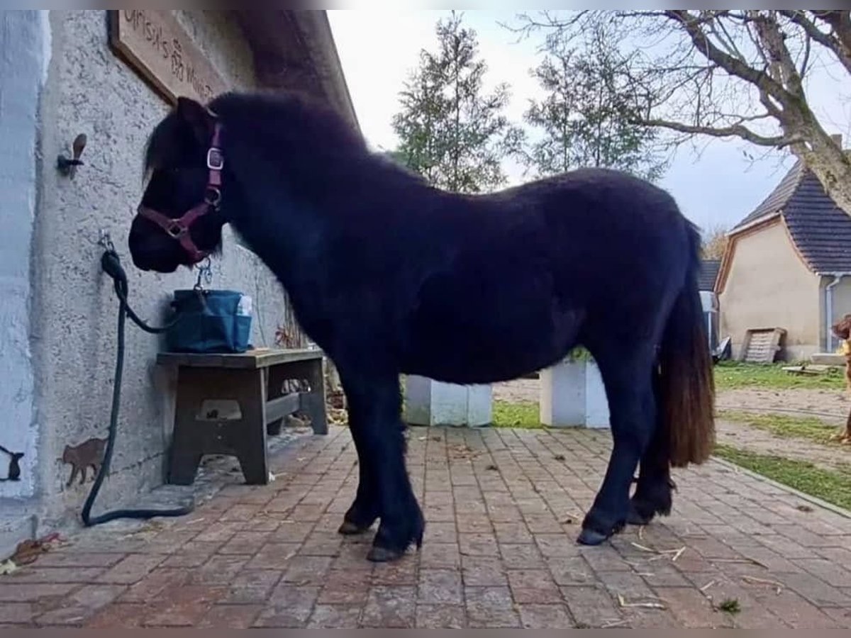 Shetland Ponys Stute 1 Jahr 105 cm Rappe in Groß Salitz