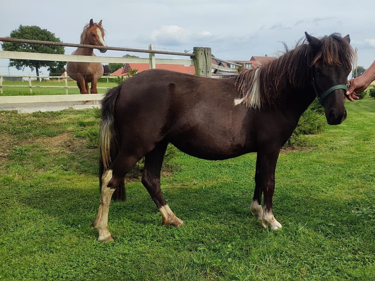 Shetland Ponys Stute 1 Jahr 105 cm Schecke in Reken
