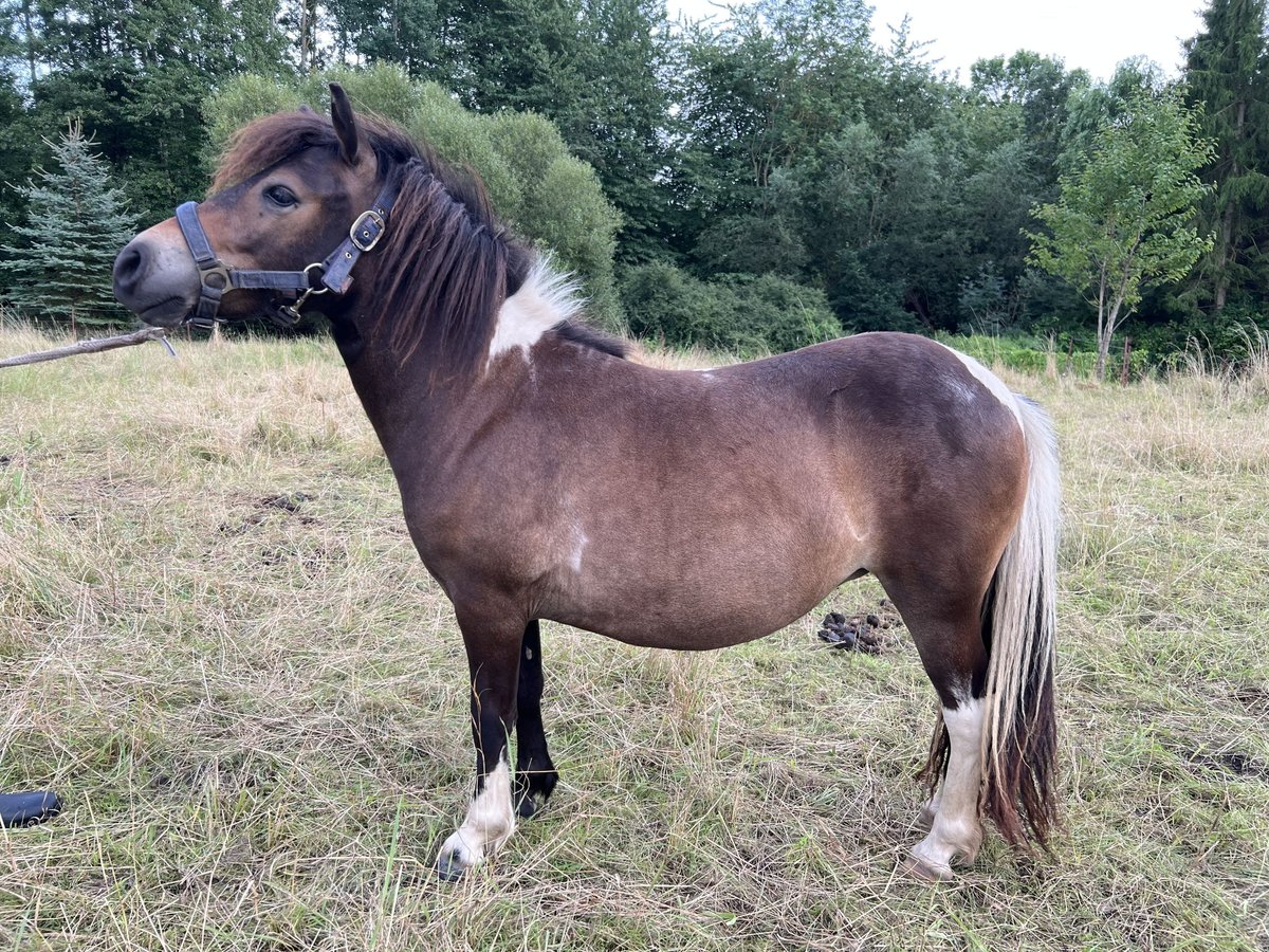 Shetland Ponys Stute 1 Jahr 105 cm Schecke in Grimmen