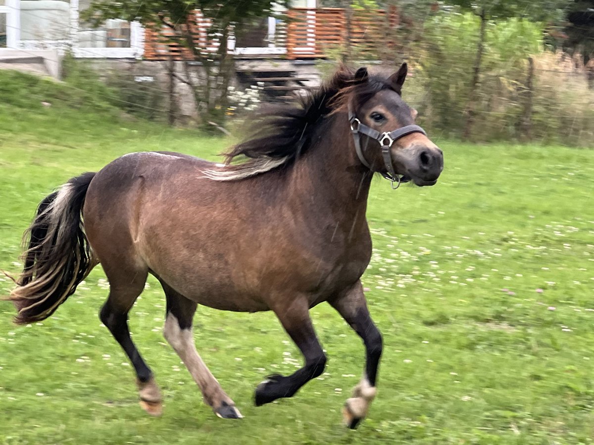 Shetland Ponys Stute 1 Jahr 105 cm Schecke in Grimmen