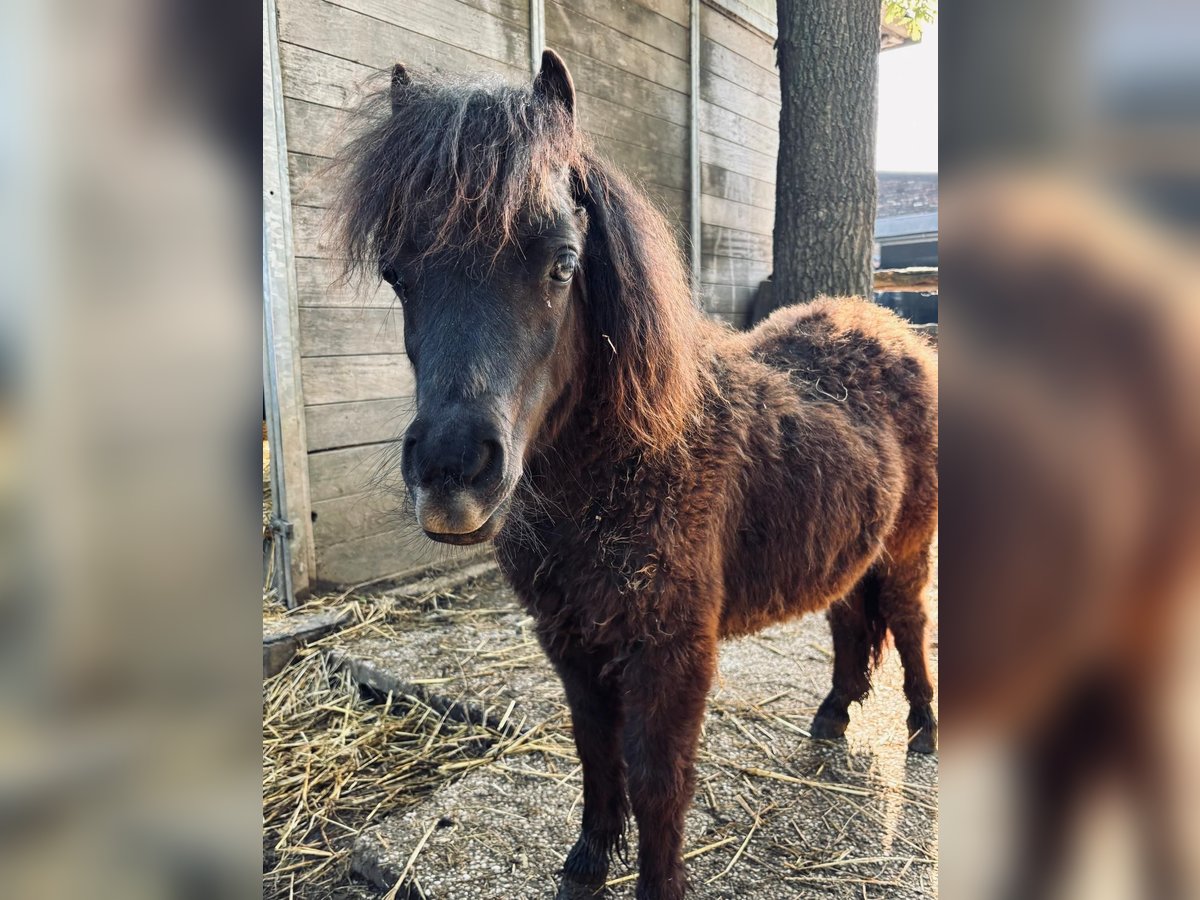 Shetland Ponys Stute 1 Jahr 60 cm Rappe in Grevenbroich
