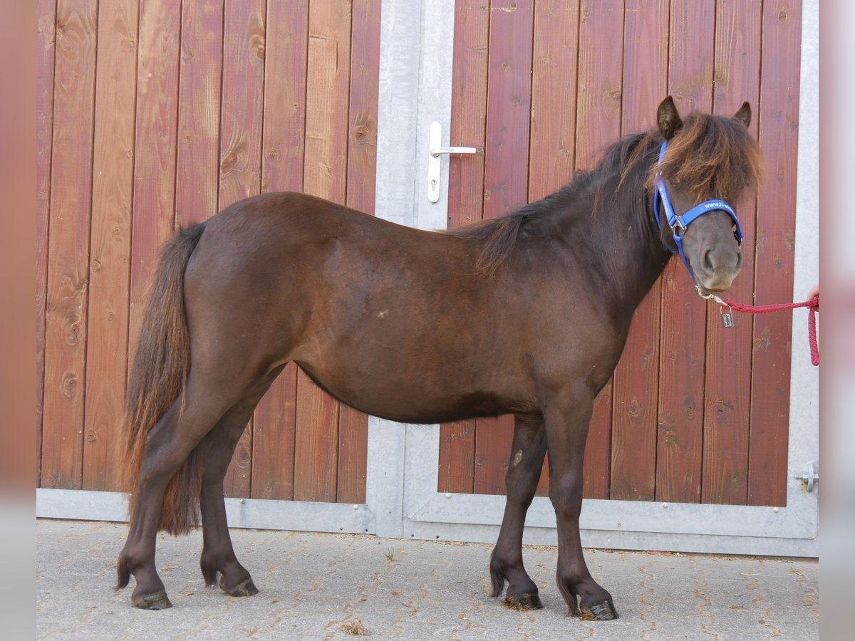 Shetland Ponys Stute 1 Jahr 90 cm in Dorsten
