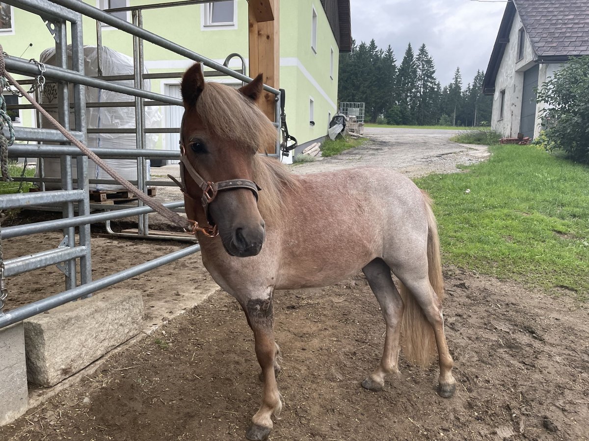 Shetland Ponys Mix Stute 1 Jahr 93 cm Roan-Red in Afiesl St. Stefan am Walde