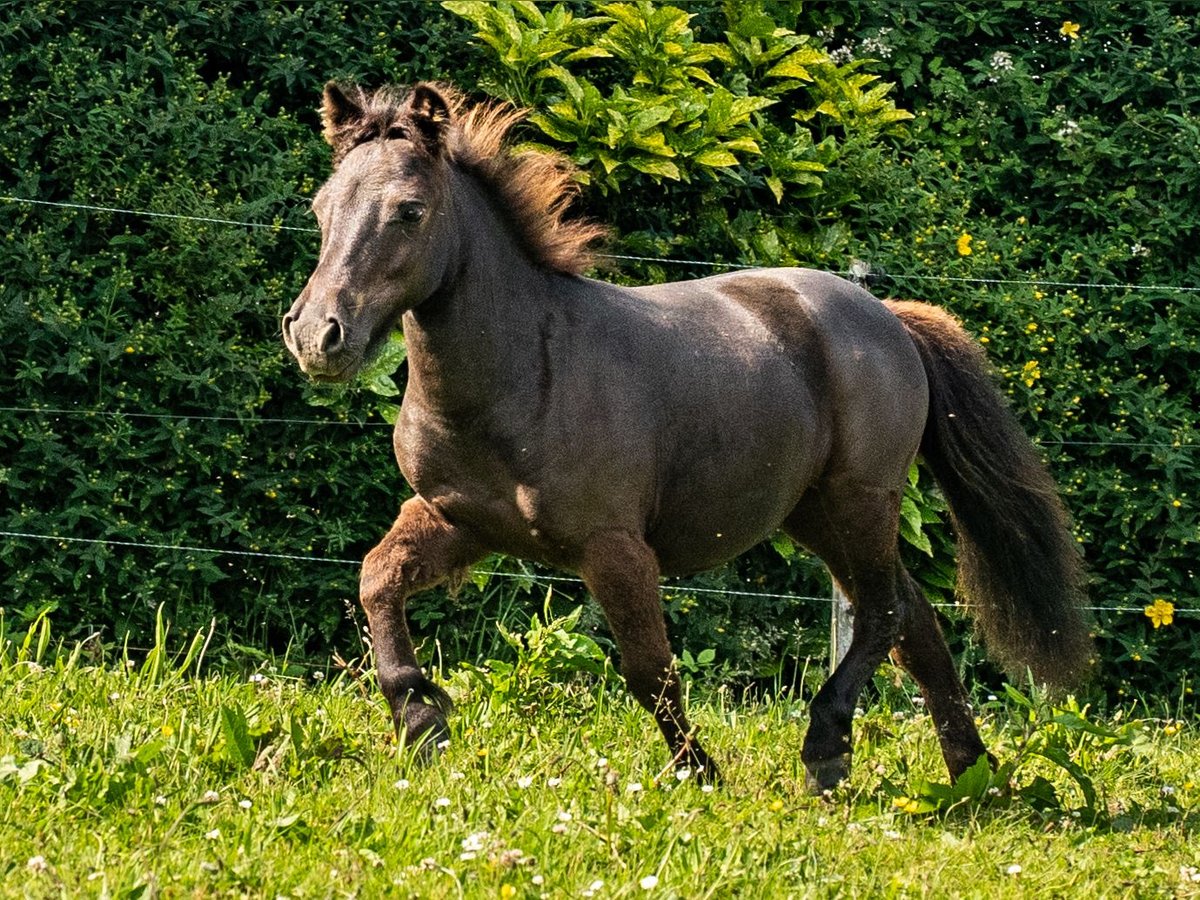 Shetland Ponys Mix Stute 1 Jahr 95 cm Rappe in Silfiac