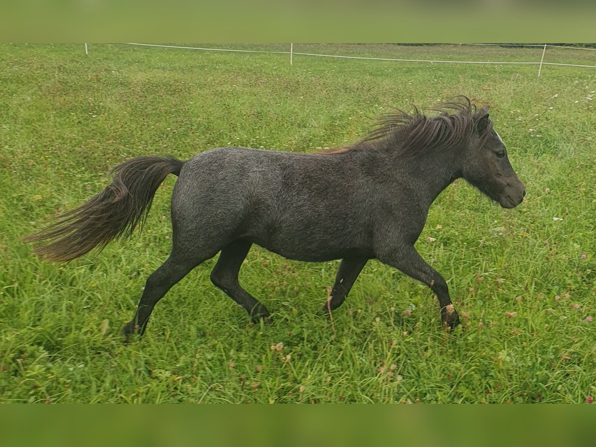 Shetland Ponys Stute 1 Jahr 95 cm Schimmel in Oberoppurg