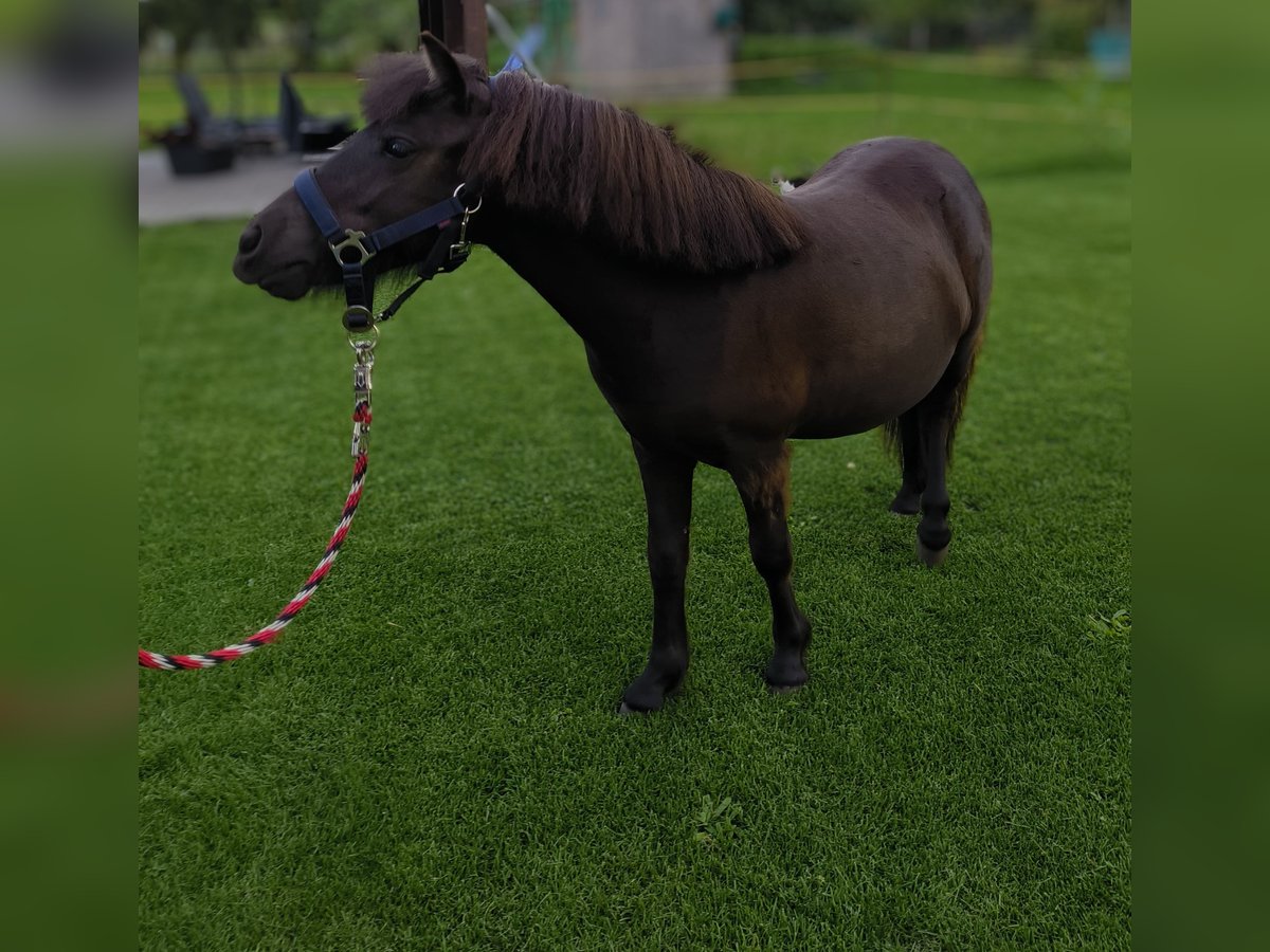 Shetland Ponys Stute 1 Jahr 97 cm Dunkelbrauner in Burg
