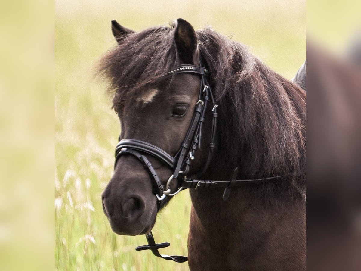 Shetland Ponys Stute 22 Jahre 100 cm Schecke in Kempen