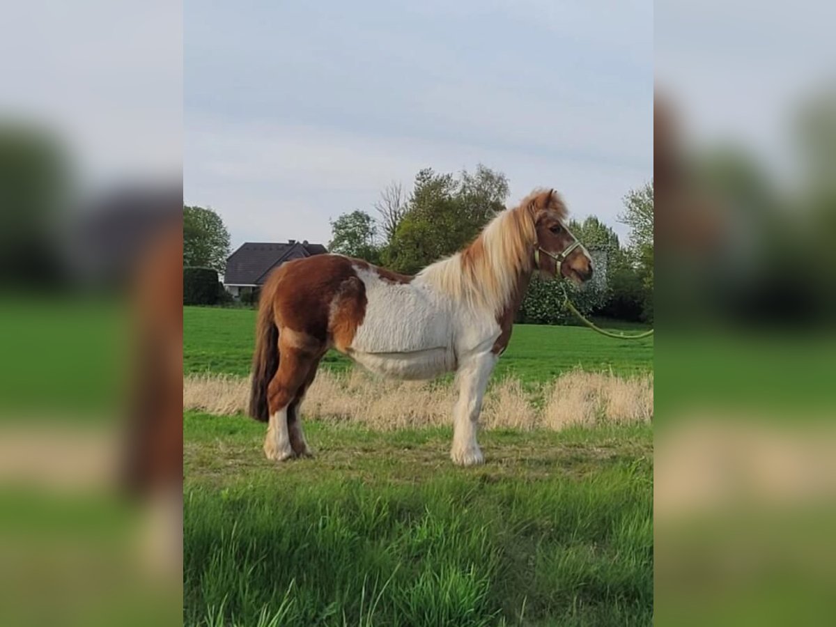 Shetland Ponys Stute 27 Jahre 102 cm in Seevetal