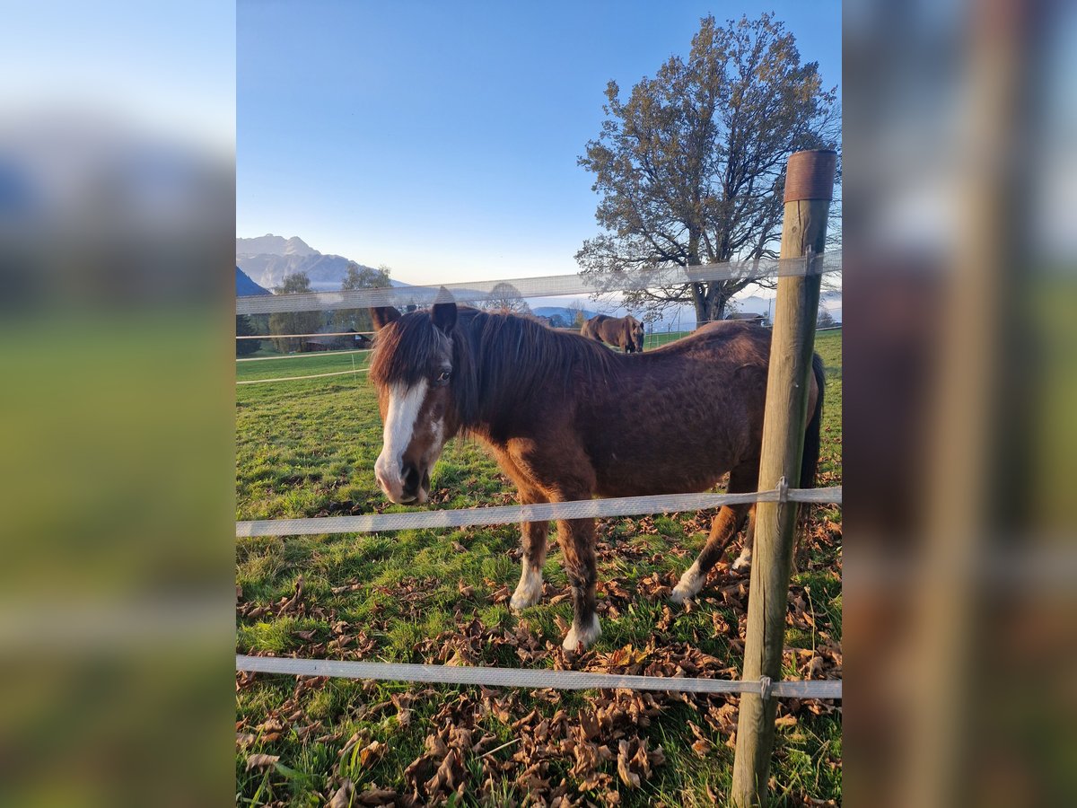 Shetland Ponys Mix Stute 27 Jahre 145 cm Brauner in Aeschiried