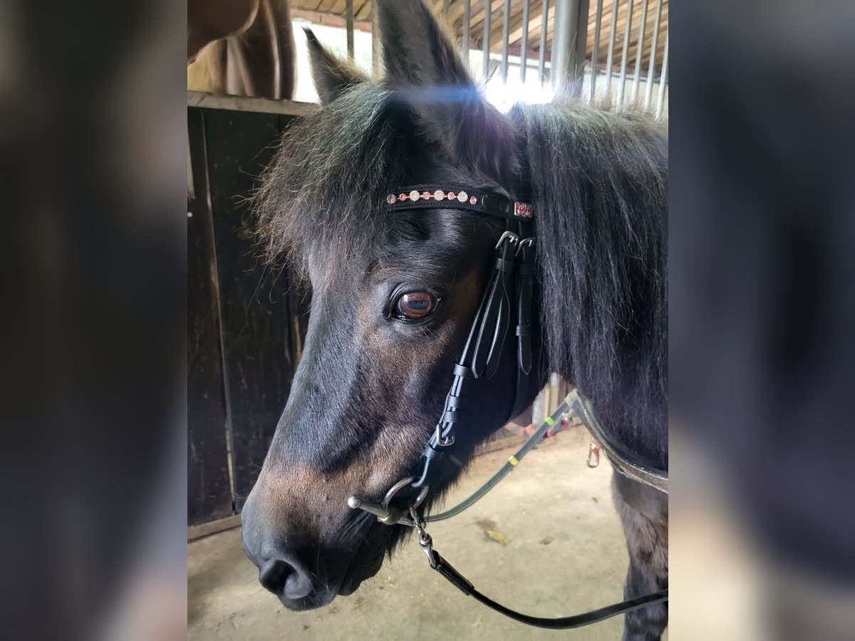 Shetland Ponys Mix Stute 28 Jahre 113 cm Brauner in Raesfeld