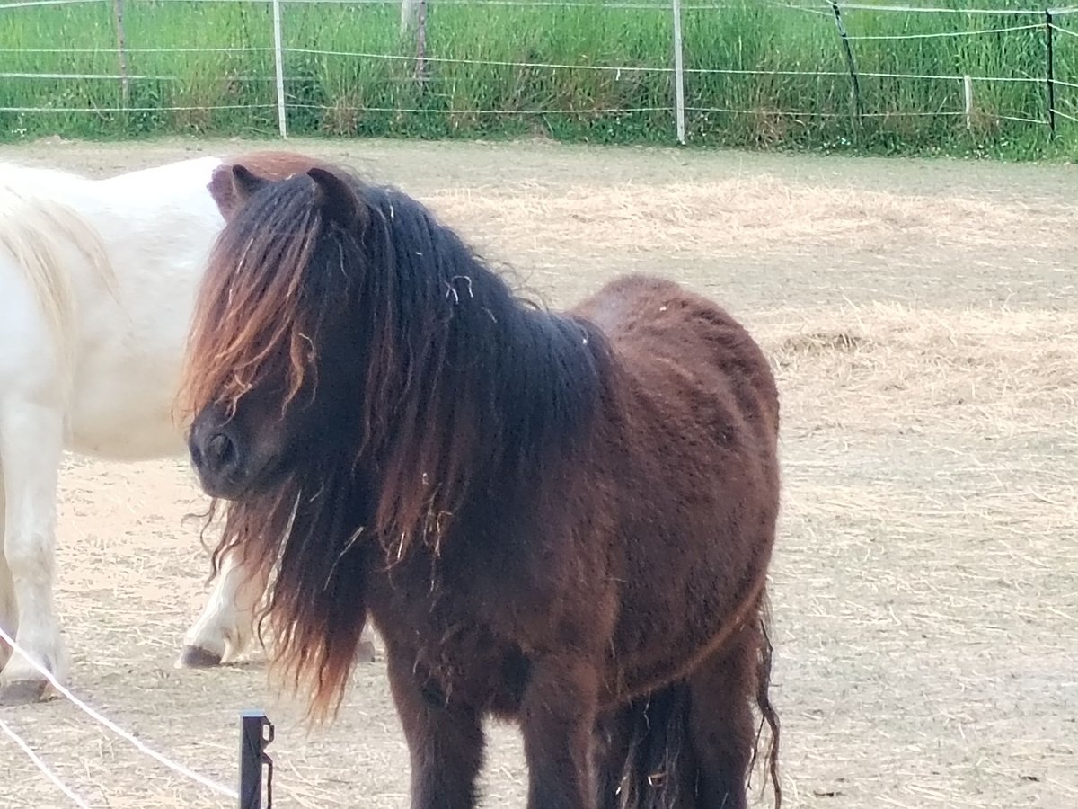 Shetland Ponys Stute 2 Jahre 100 cm Rappe in Hameln Shetland Ponys Stute 2 Jahre 100 cm Rappe in Hameln