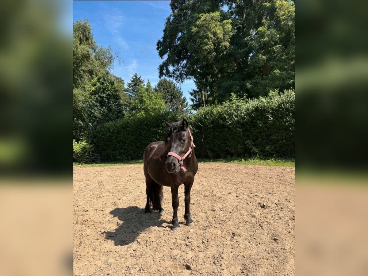 Shetland Ponys Stute 2 Jahre 105 cm Dunkelfuchs in K&#xF6;ln