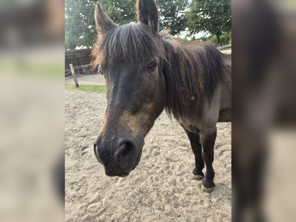 Shetland Ponys Mix Stute 32 Jahre 113 cm Brauner in Raesfeld Shetland Ponys Mix Stute 32 Jahre 113 cm Brauner in Raesfeld