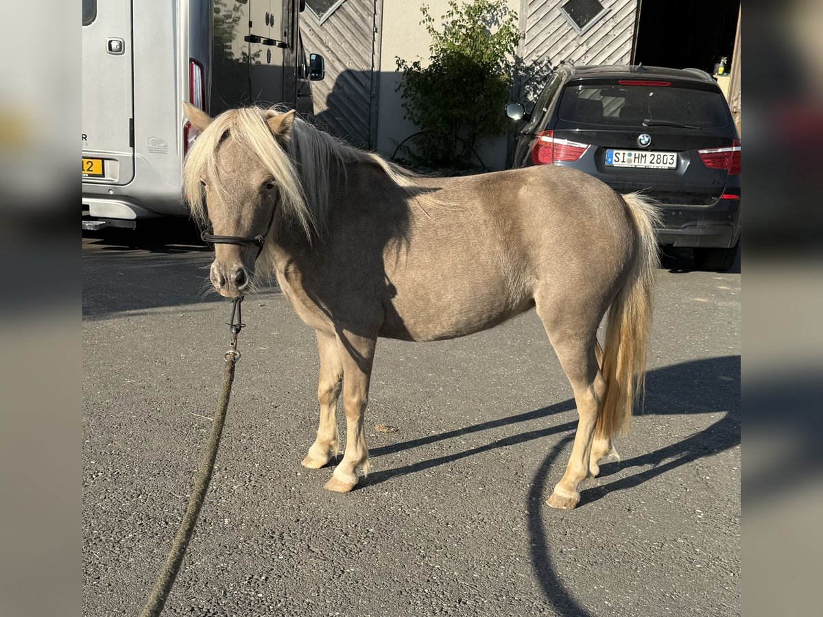 Shetland Ponys Stute 3 Jahre 100 cm Champagne in Daleiden