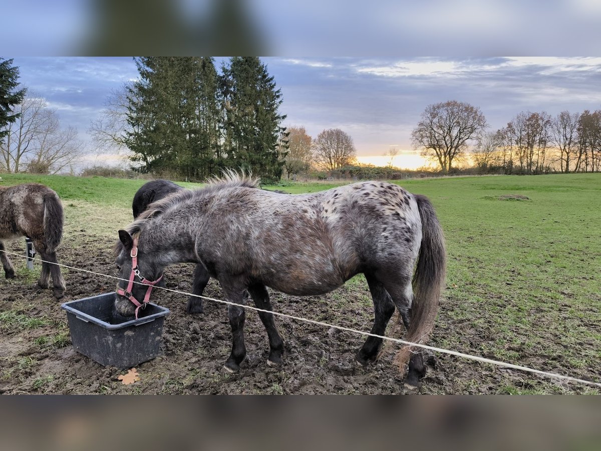 Shetland Ponys Stute 3 Jahre 108 cm Tigerschecke in Gadebusch