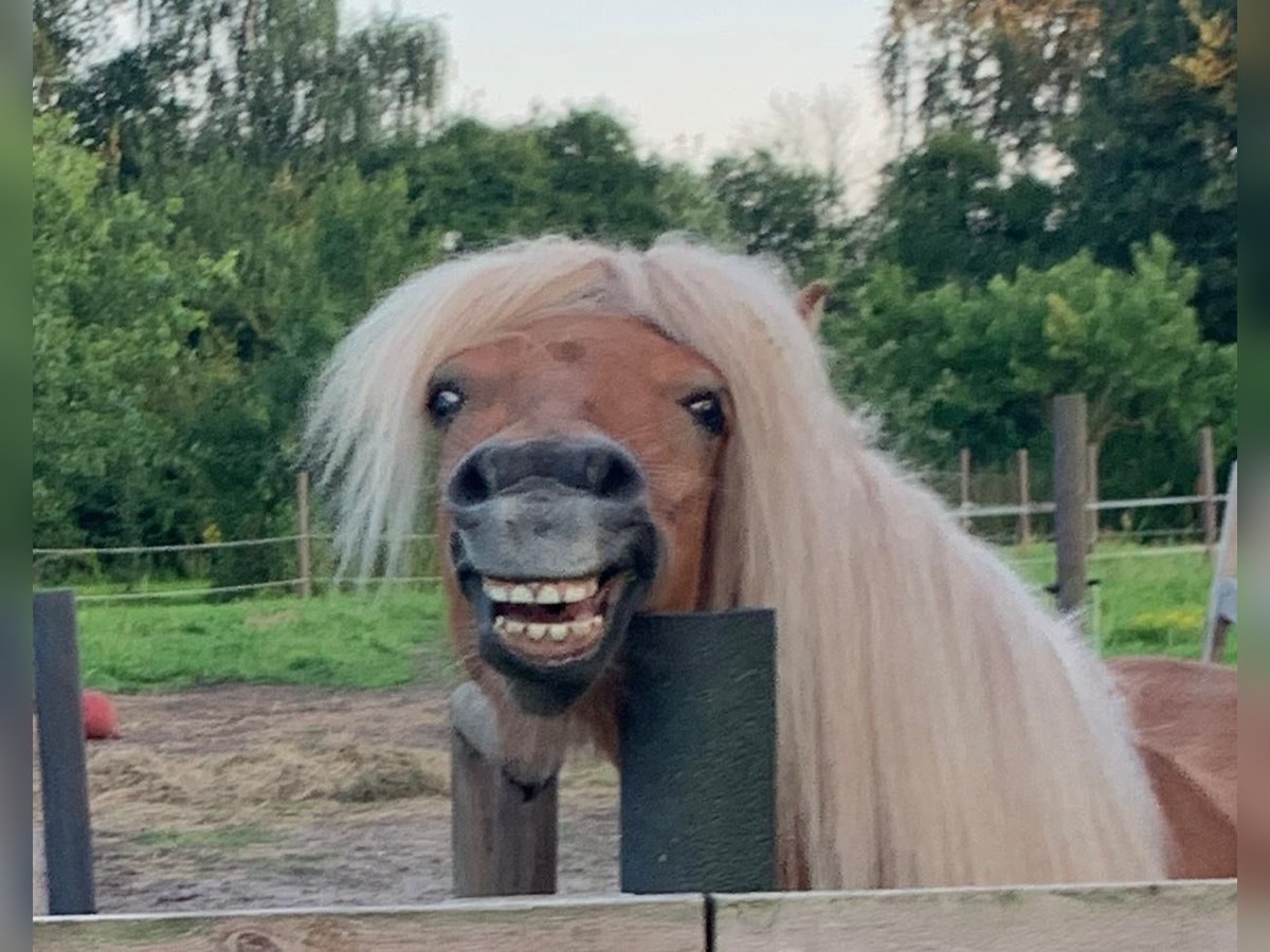 Shetland Ponys Stute 3 Jahre 110 cm Fuchs in Neuhaus