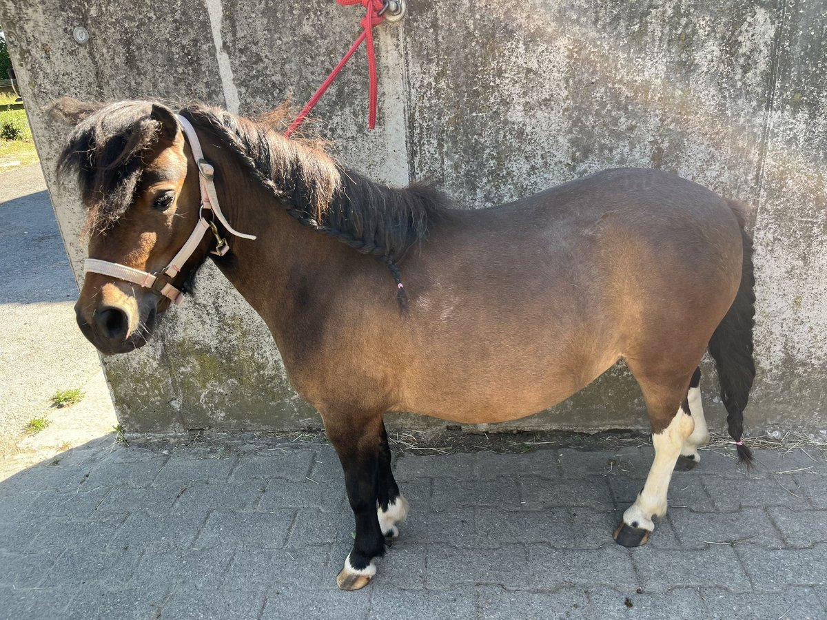 Shetland Ponys Stute 3 Jahre 93 cm Schecke in Meckenheim