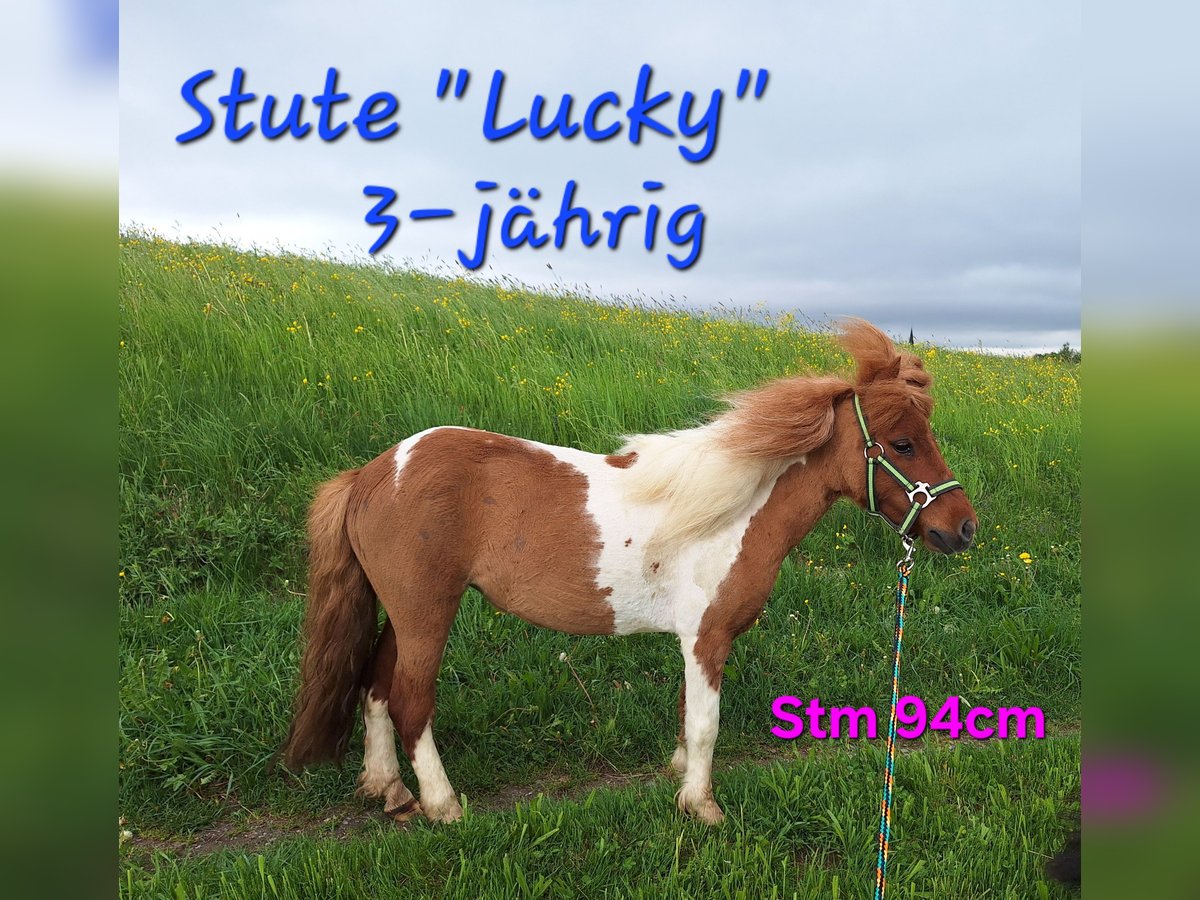 Shetland Ponys Stute 3 Jahre 94 cm Schecke in Argenbühl