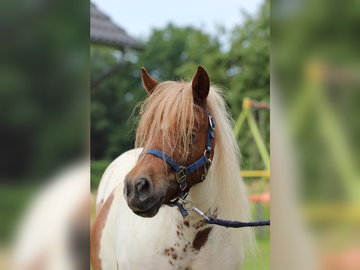 Shetland Ponys Stute 3 Jahre 97 cm Schecke in Hamburg Lemsahl-MellingstedtHamburg