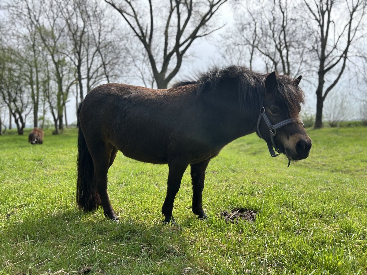 Shetland Ponys Stute 4 Jahre 102 cm in Loxstedt