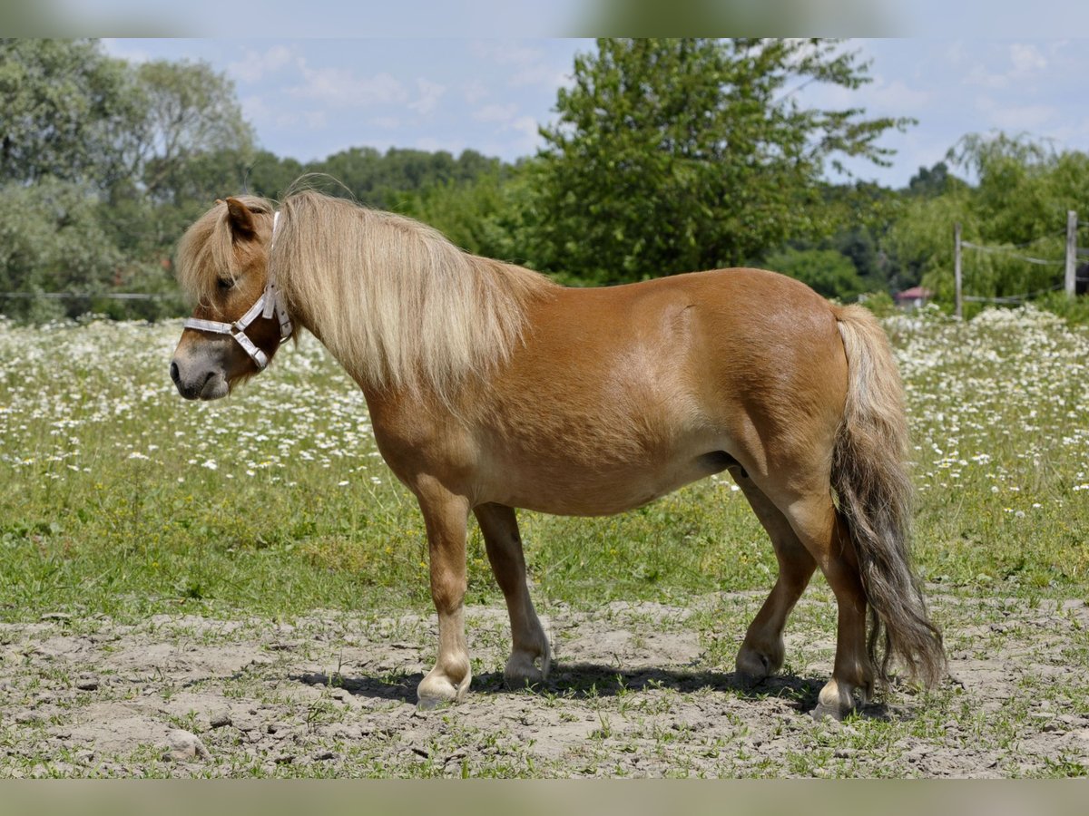 Shetland Ponys Stute 4 Jahre 85 cm Fuchs in Lodz