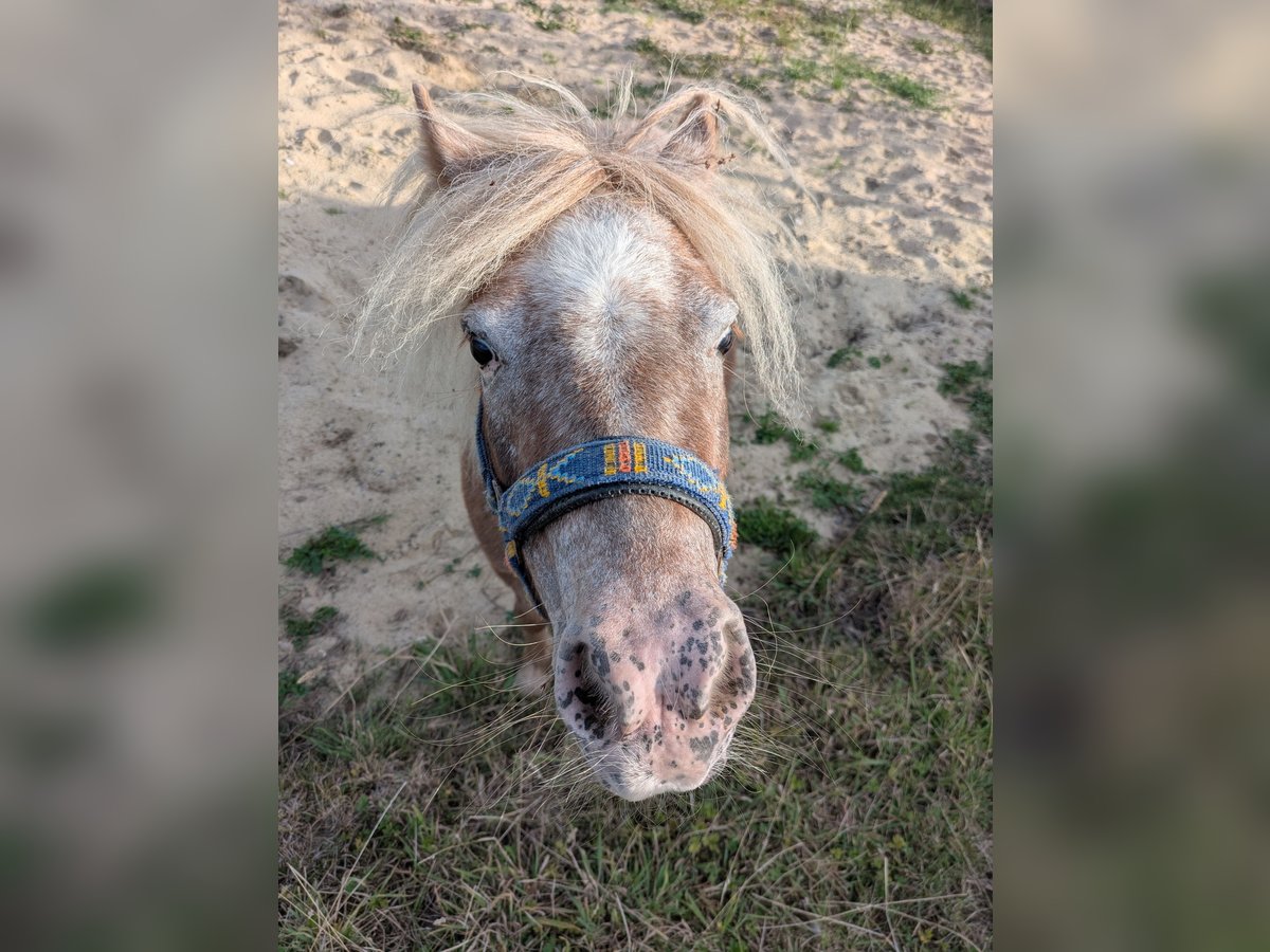 Shetland Ponys Stute 4 Jahre 98 cm Rotschimmel in Hamm