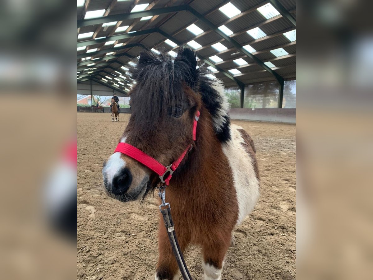 Shetland Ponys Stute 4 Jahre Schecke in Kaarst