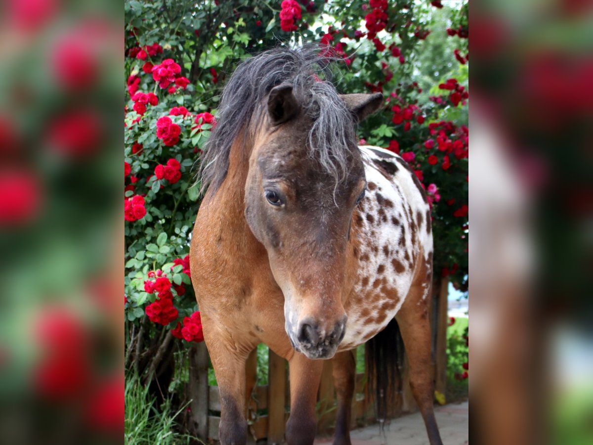 Shetland Ponys Stute 5 Jahre 100 cm Tigerschecke in Kirchbichl