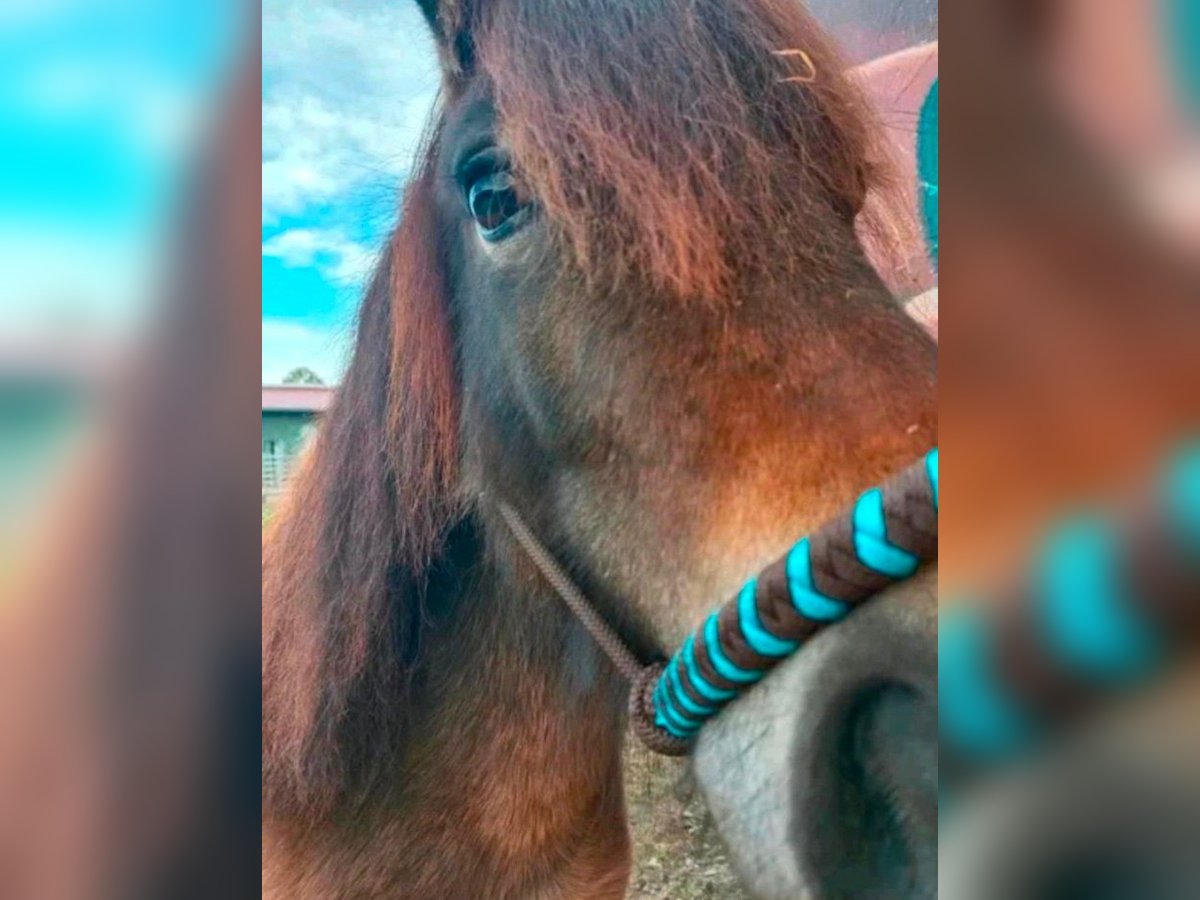 Shetland Ponys Stute 5 Jahre 101 cm Dunkelbrauner in Grabenst&#xE4;tt